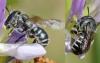 Osmia sp.